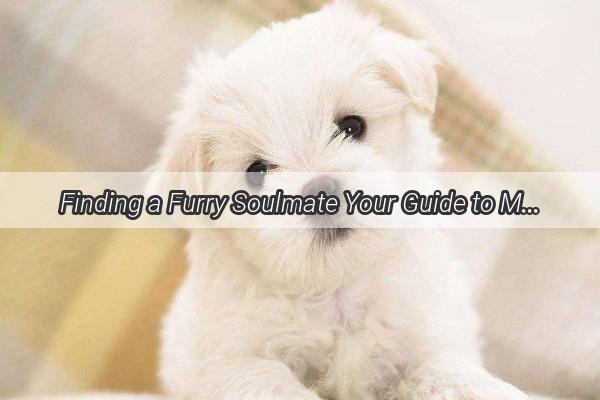 Finding a Furry Soulmate Your Guide to Meeting the Perfect Single Pooch